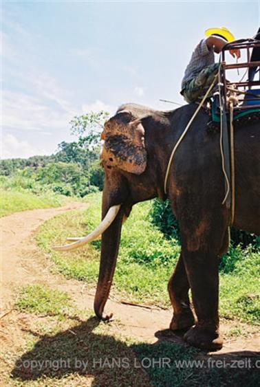 15 Thailand 2002 F1130021 Khao Lak Ausflug Elefantentrekking_478